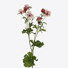 Ранункулус меджикал синнемон в Москве