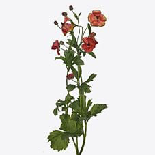 Ранункулус меджикал танджерин в Москве