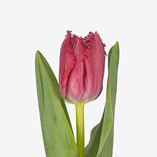 Тюльпан бахромчатый саламанка в Новосибирске