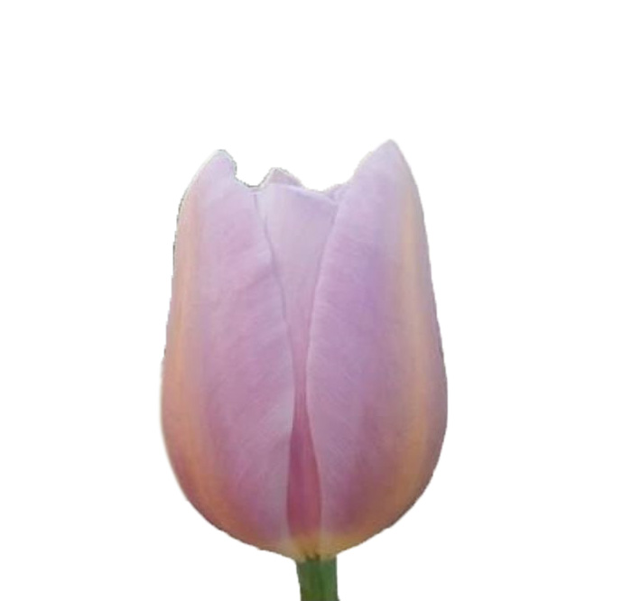 Тюльпан эн нувола в Новосибирске