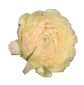 Ранункулус модерна дюн в Москве