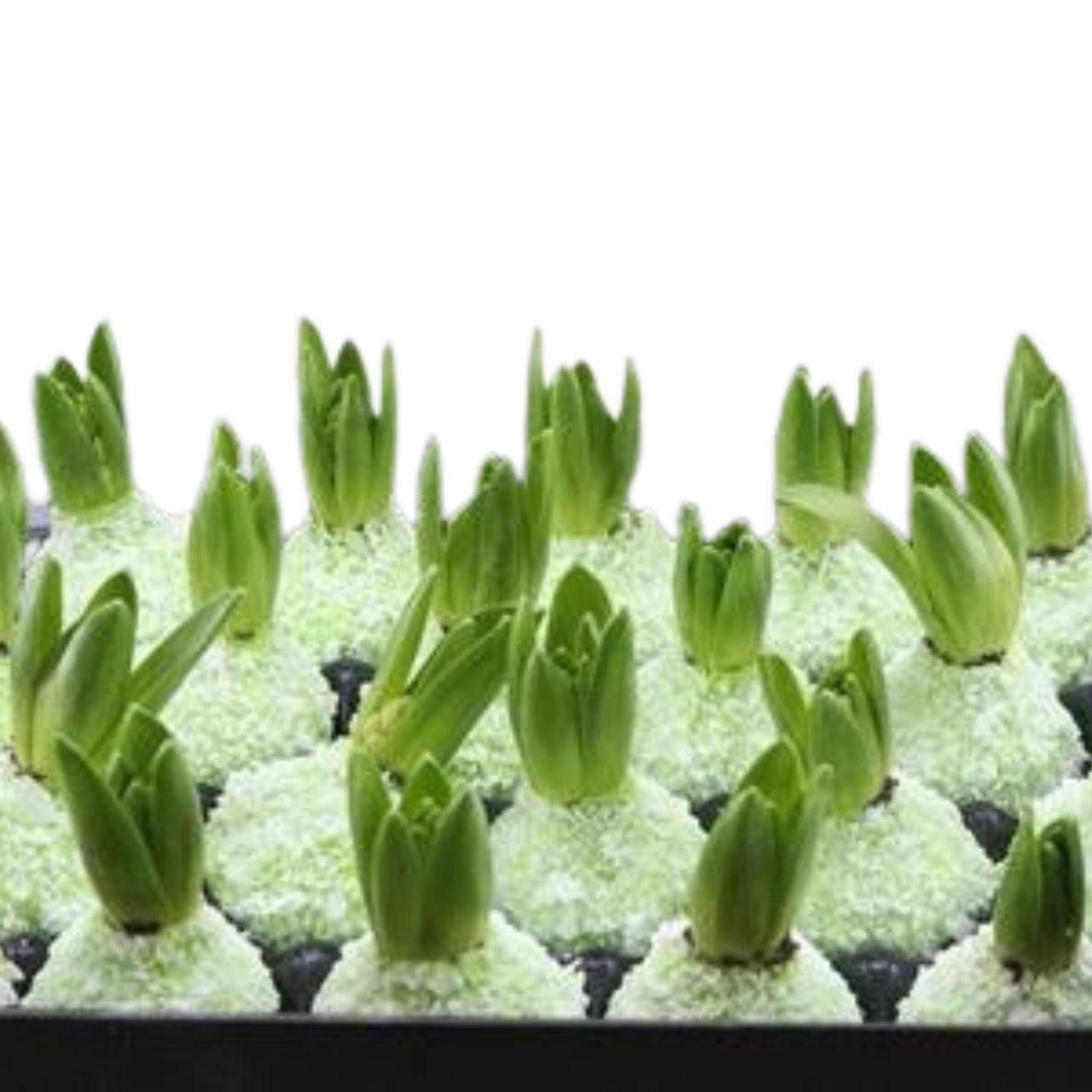 Декор луковица гиацинта в воске заснеженая зеленая в Санкт-Петербурге