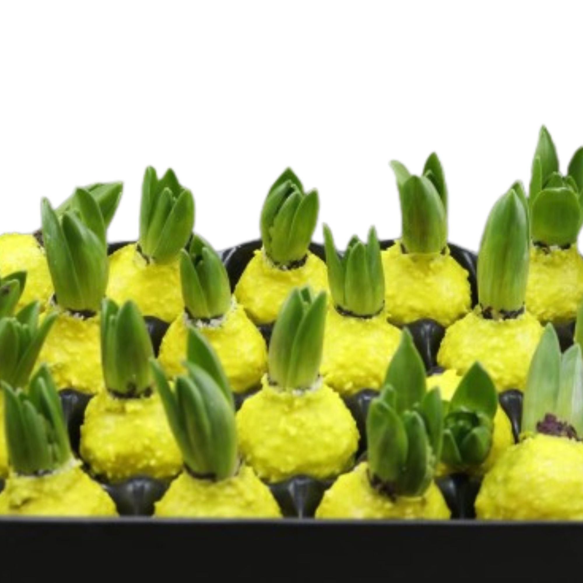 Декор луковица гиацинта в воске заснеженая желтая в Санкт-Петербурге