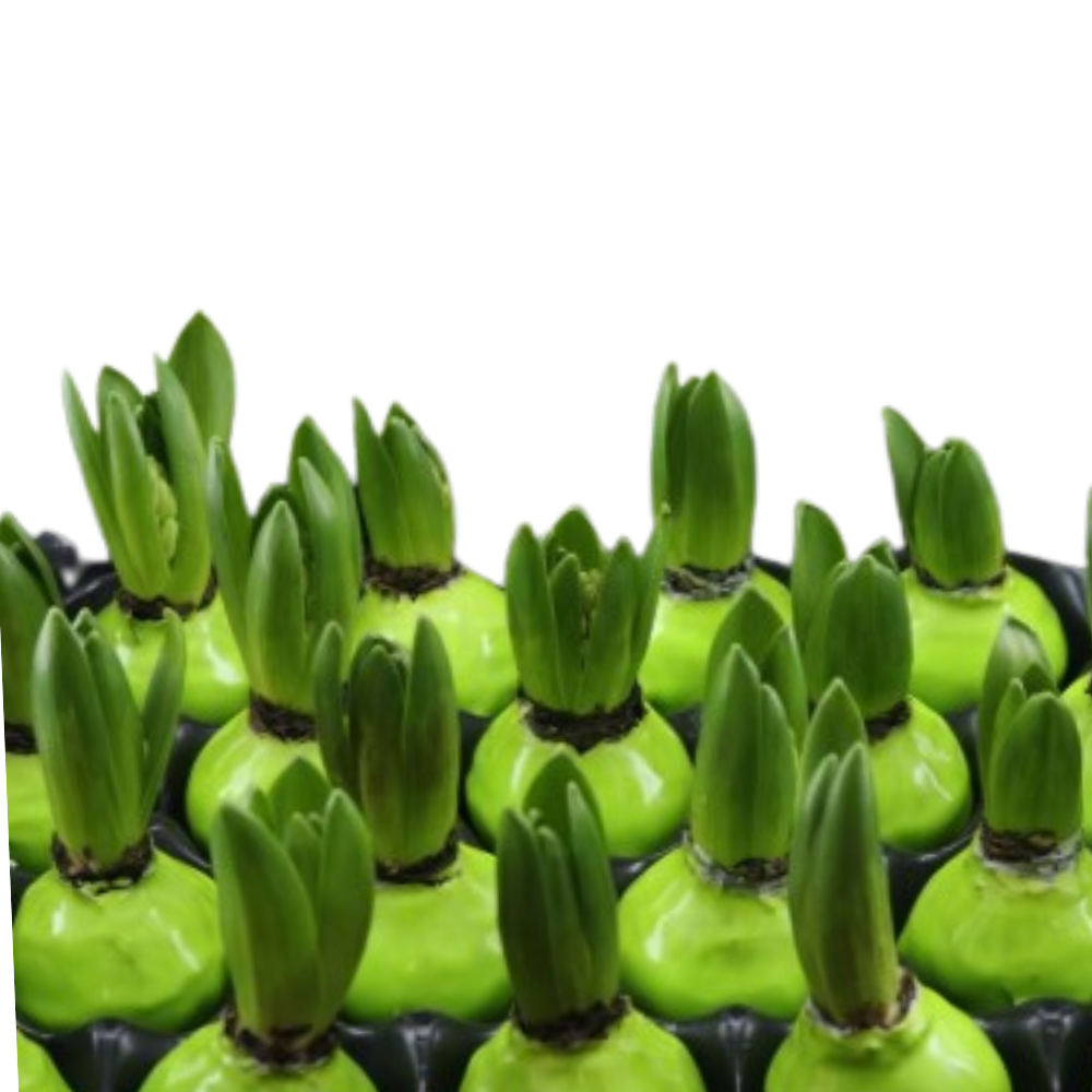 Декор луковица гиацинта в воске коррел зеленая в Санкт-Петербурге