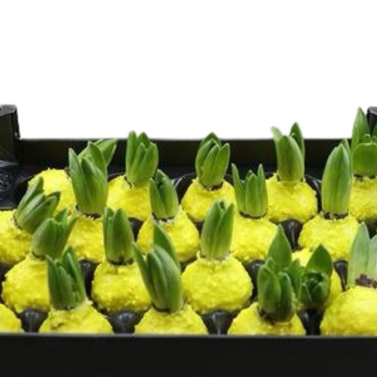 Декор луковица гиацинта в воске коррел желтая в Санкт-Петербурге