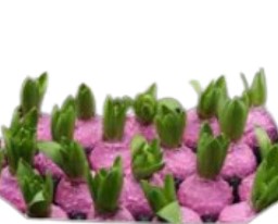 Декор луковица гиацинта в воске коррел беби розовая в Санкт-Петербурге