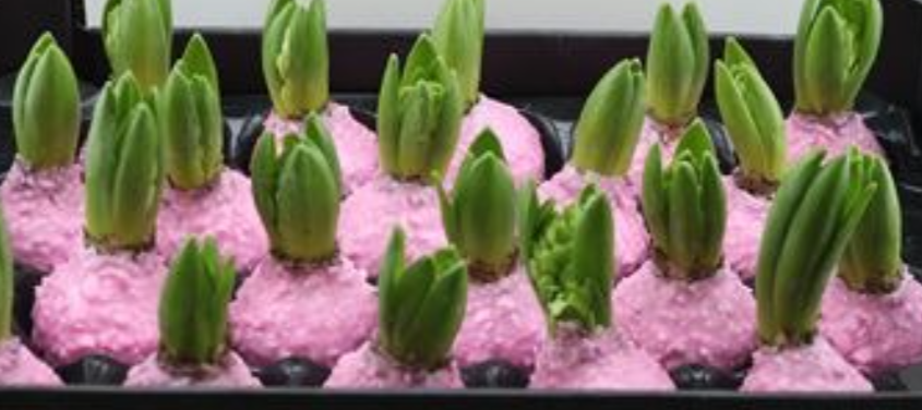 WAX HYACINTH KORREL BABY ROZE
