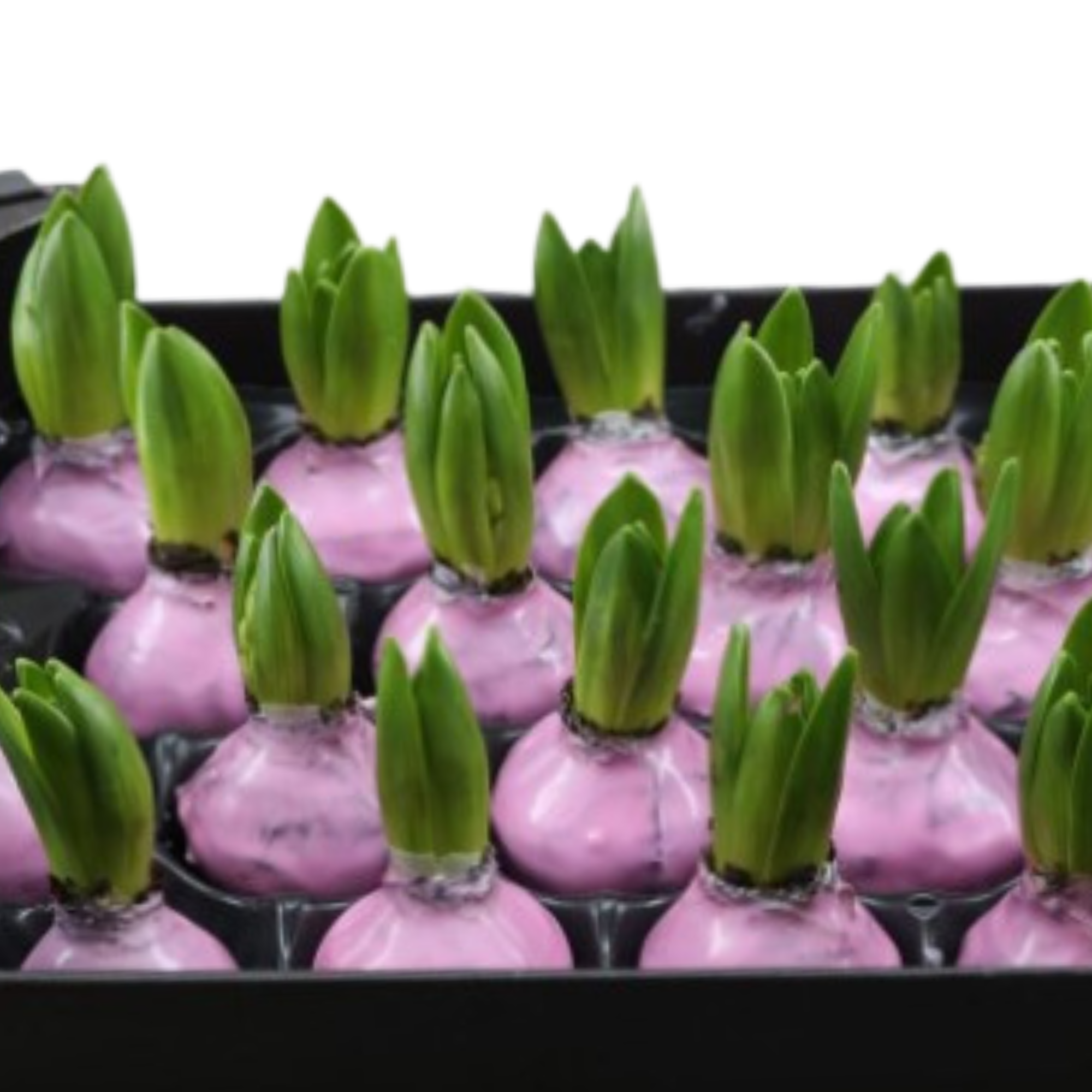 Декор луковица гиацинта в воске беби розовая в Санкт-Петербурге