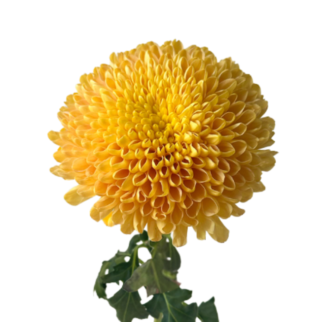 Chrysanthemum empress orange