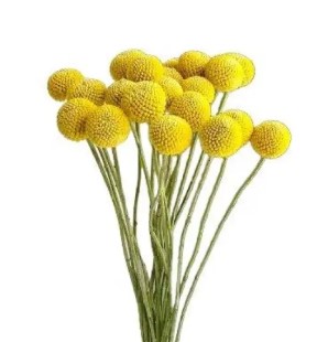 Краспедия билли болс в Москве