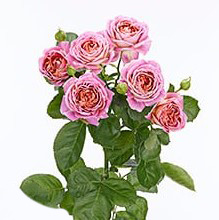 Роза куст мэджик страйк в Москве