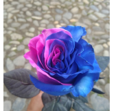 Роза краш. однг лайт пинк лавендер в Санкт-Петербурге