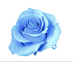 Роза краш. однг баббли блу в Санкт-Петербурге