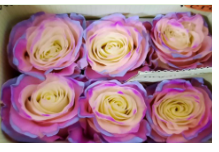 Роза краш. однг поп пинк нео в Санкт-Петербурге