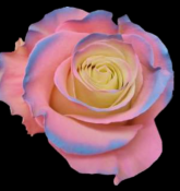 Роза краш. однг хубба бубба в Санкт-Петербурге