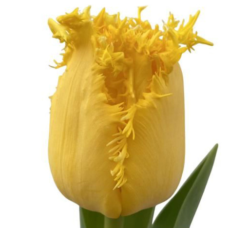 Тюльпан бахромчатый зофия в Новосибирске