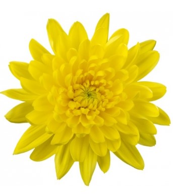 Хризантема однг бернал в Новосибирске