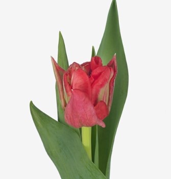 Тюльпан махровый пинк твист в Новосибирске