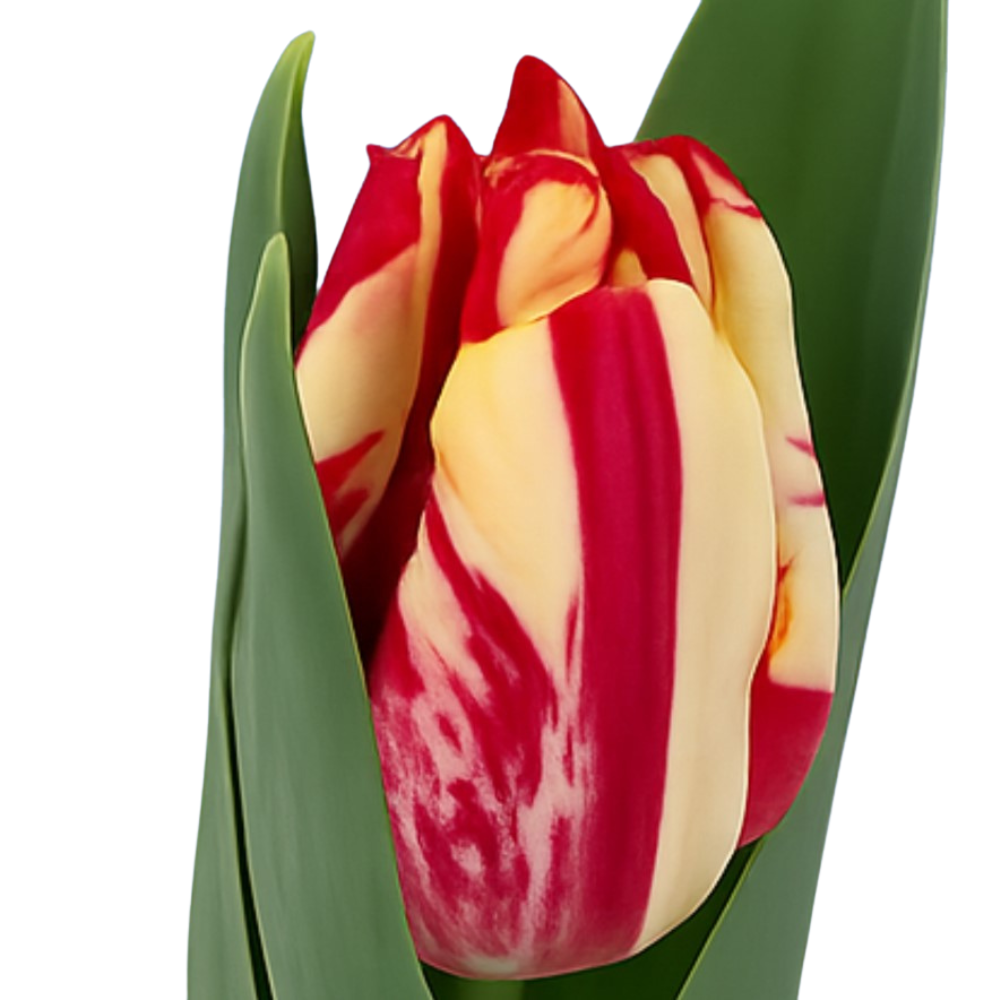 Тюльпан эн тарантула в Новосибирске