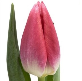 Тюльпан эн пинк рамбо в Новосибирске