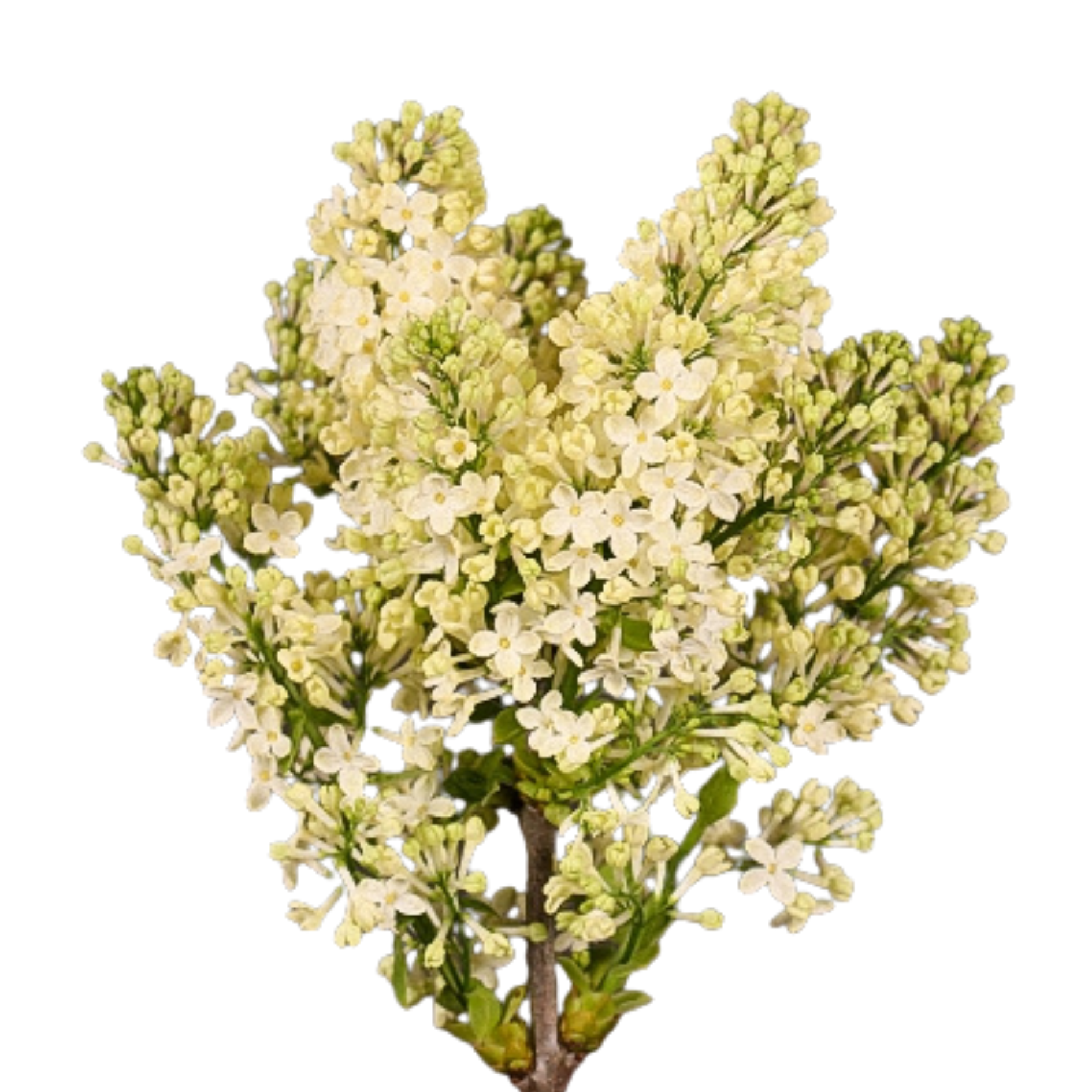 Сирингия люси балтет в Москве