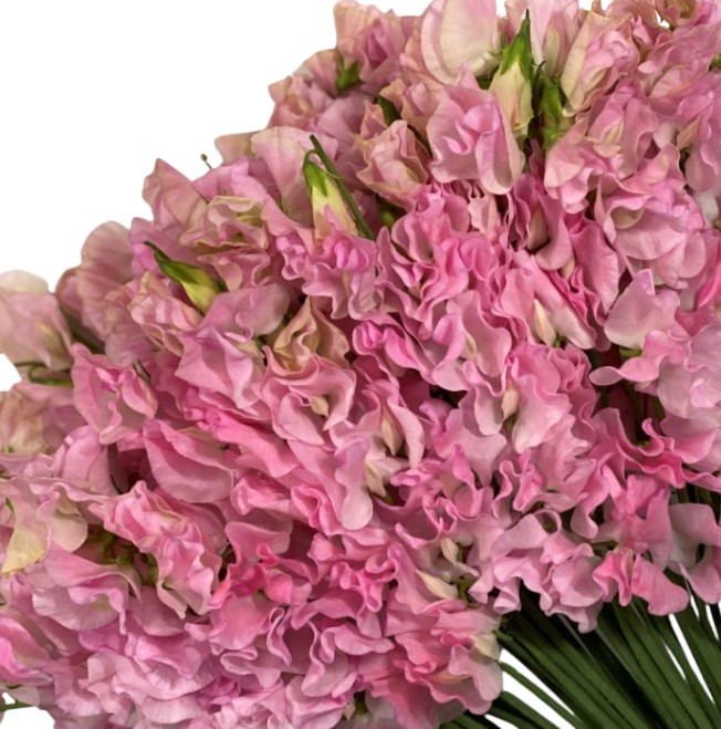 Латирус одоратус тиара в Москве