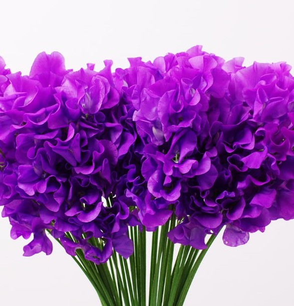 Латирус одоратус катерина пепл в Москве