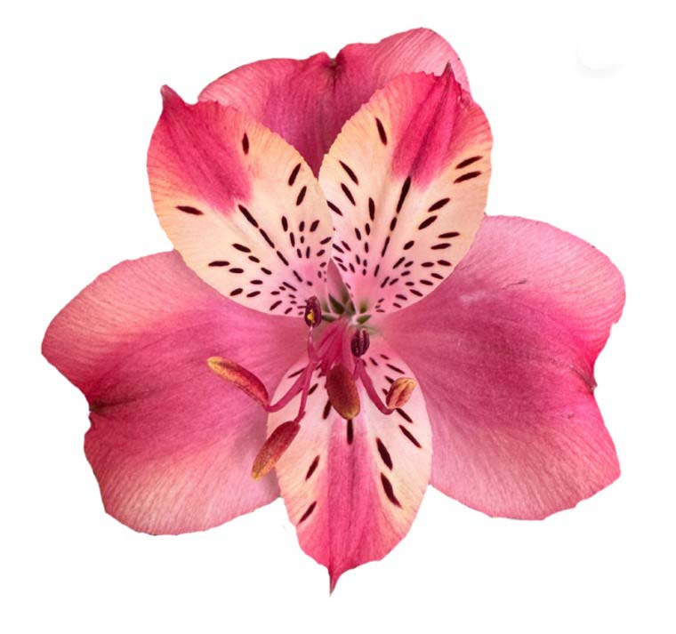 Альстромерия корсика