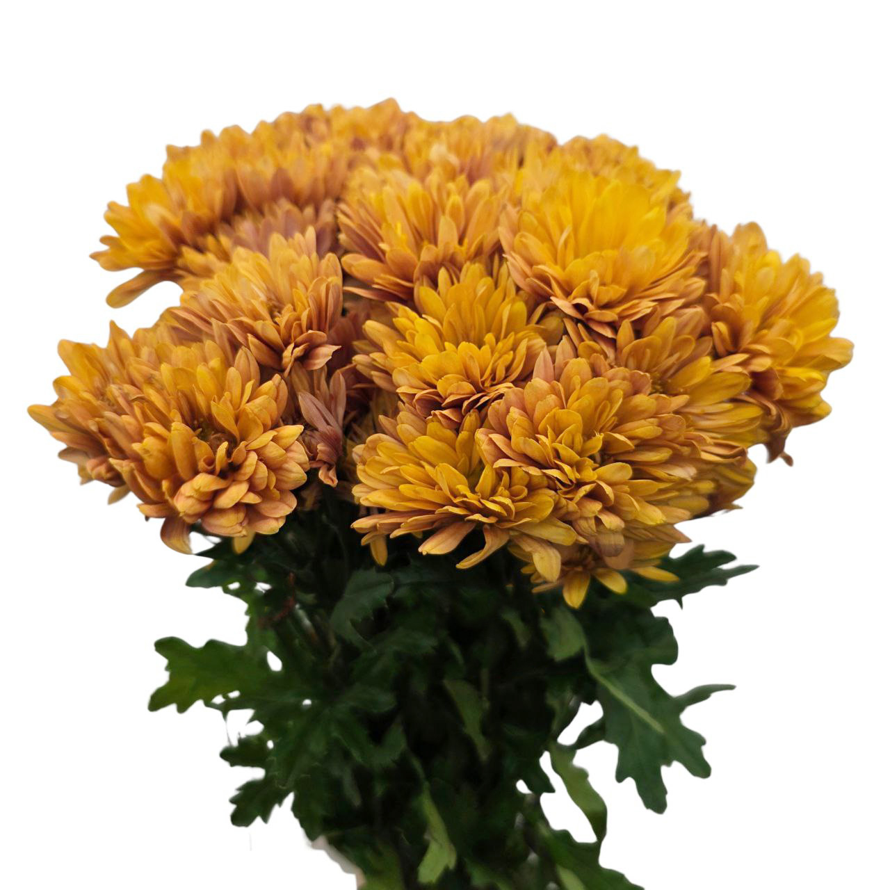 Хризантема куст грейс еллоу в Москве