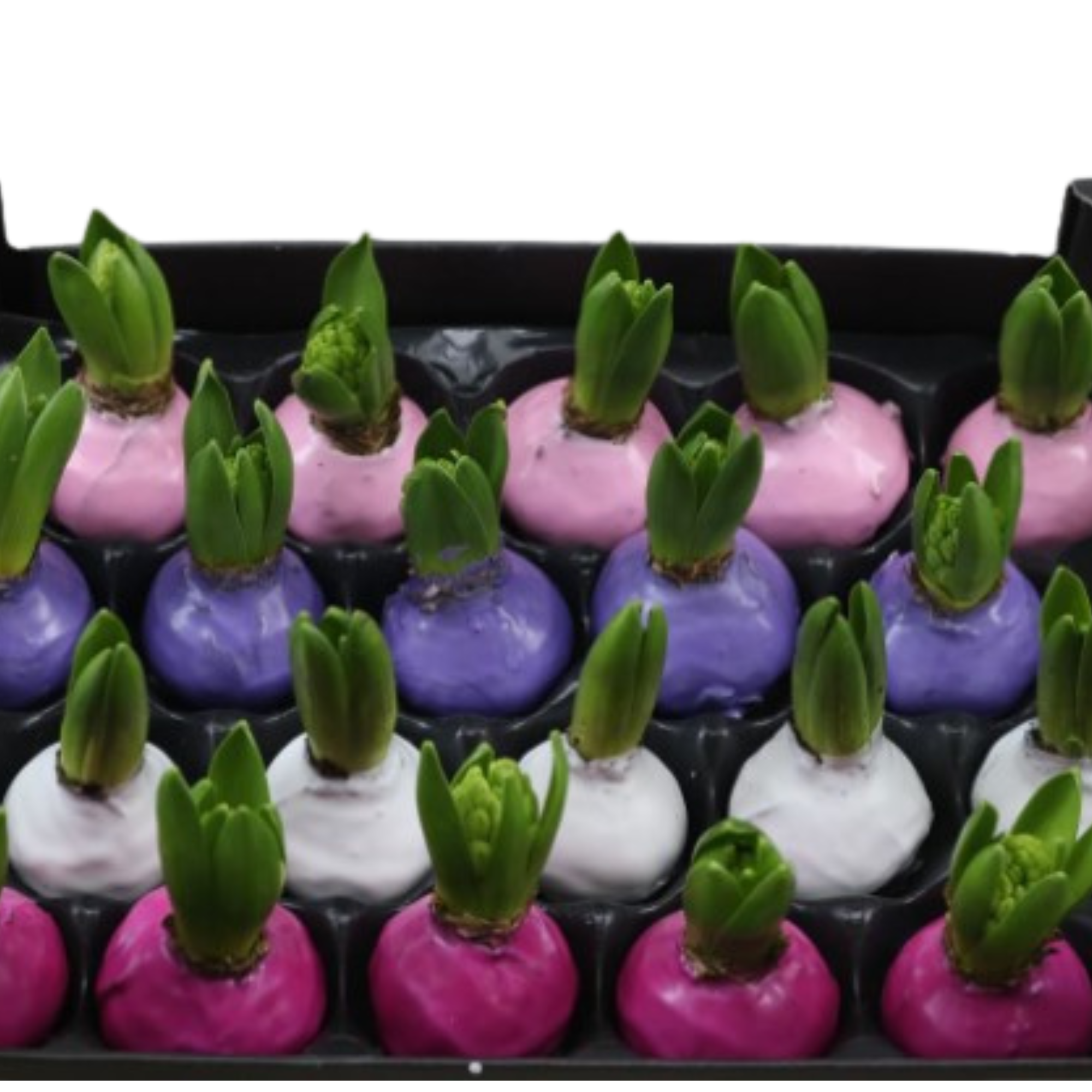 Декор луковица гиацинта в воске микс пастель в Москве