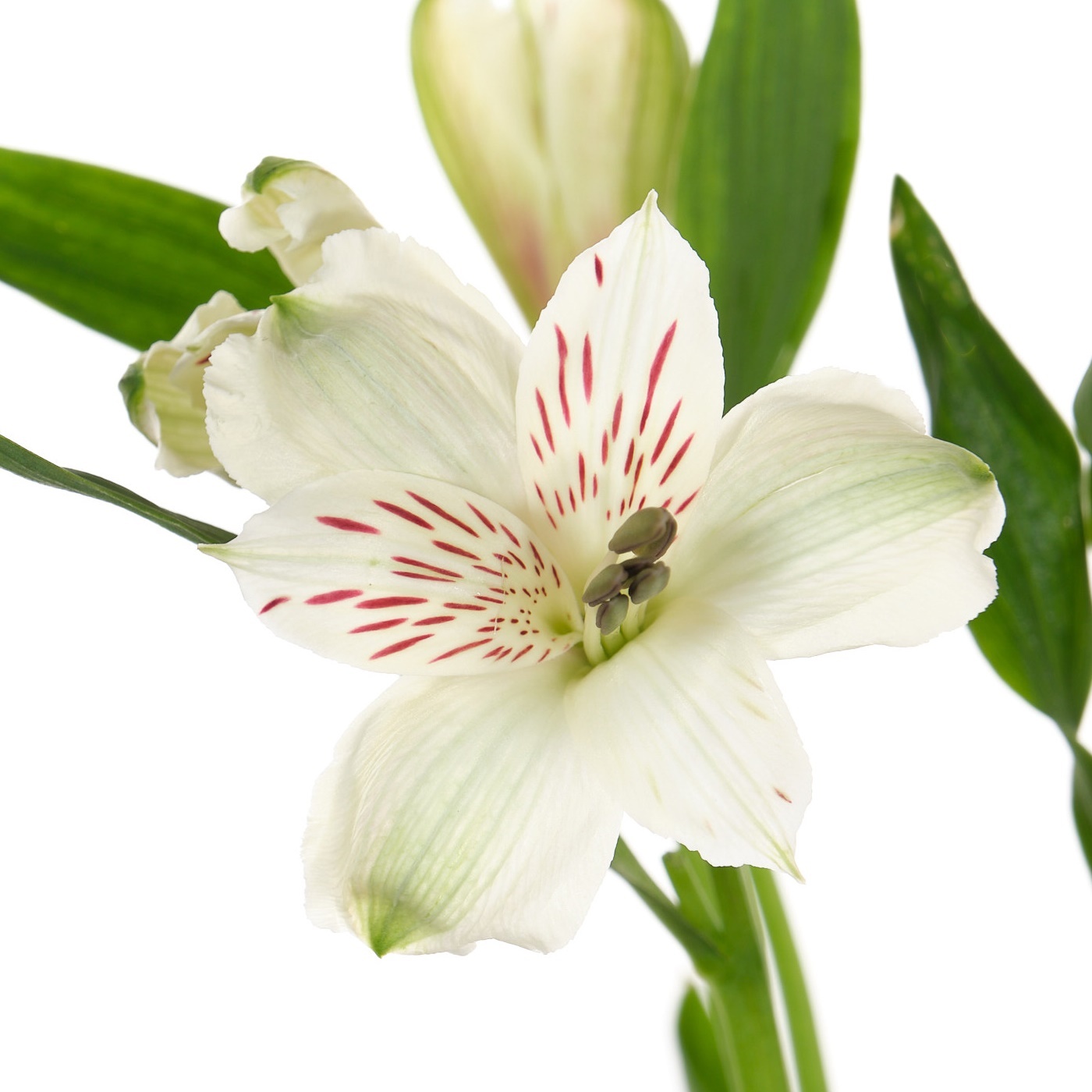 Альстромерия фенси вирджиния