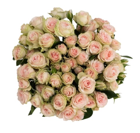 Роза куст пич бейби персиковая в Москве