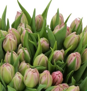 Тюльпан махровый атланта