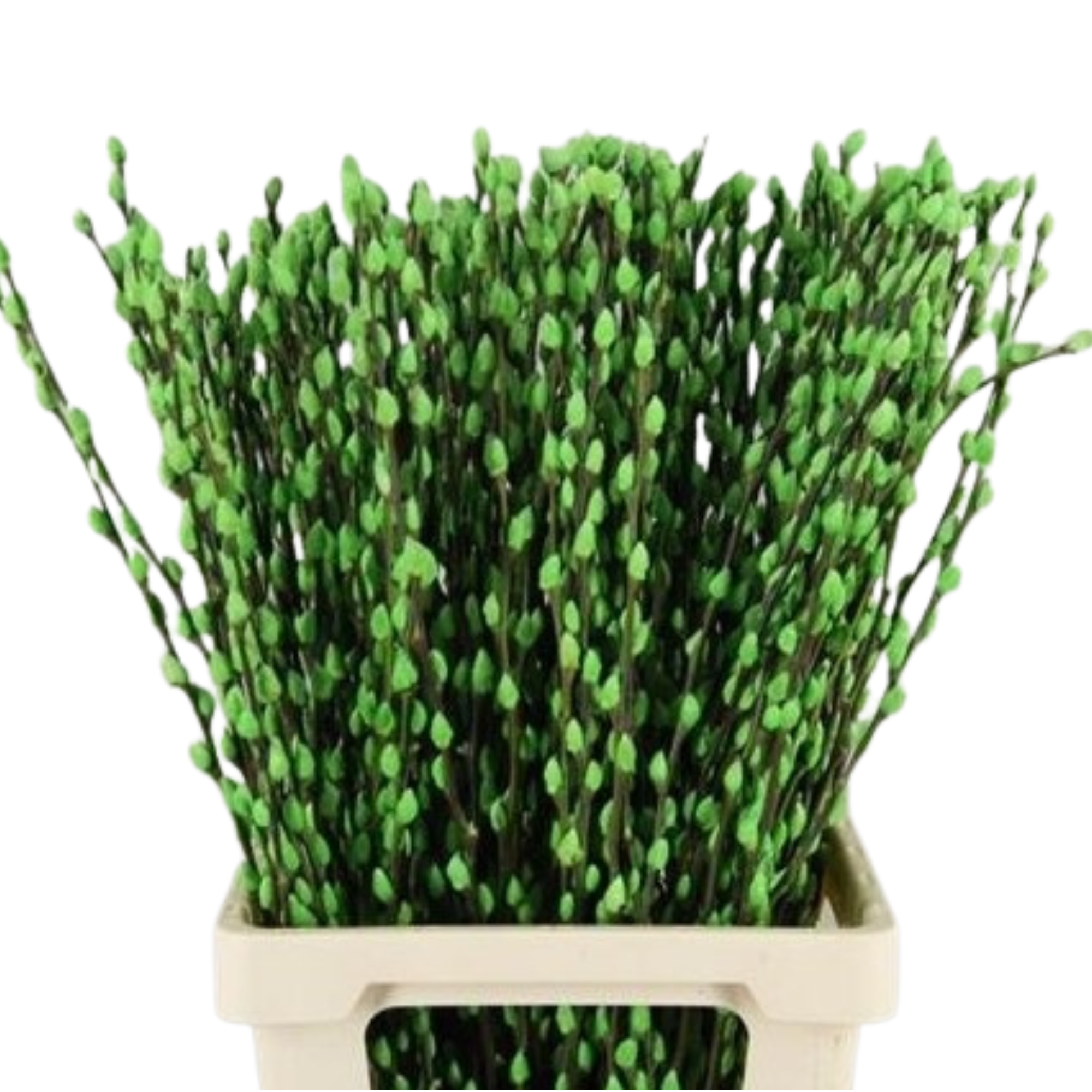 Саликс краш. вильгенкатиес зеленая в Москве