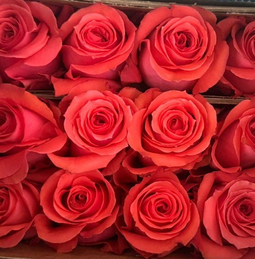 Роза однг нигири в Новосибирске