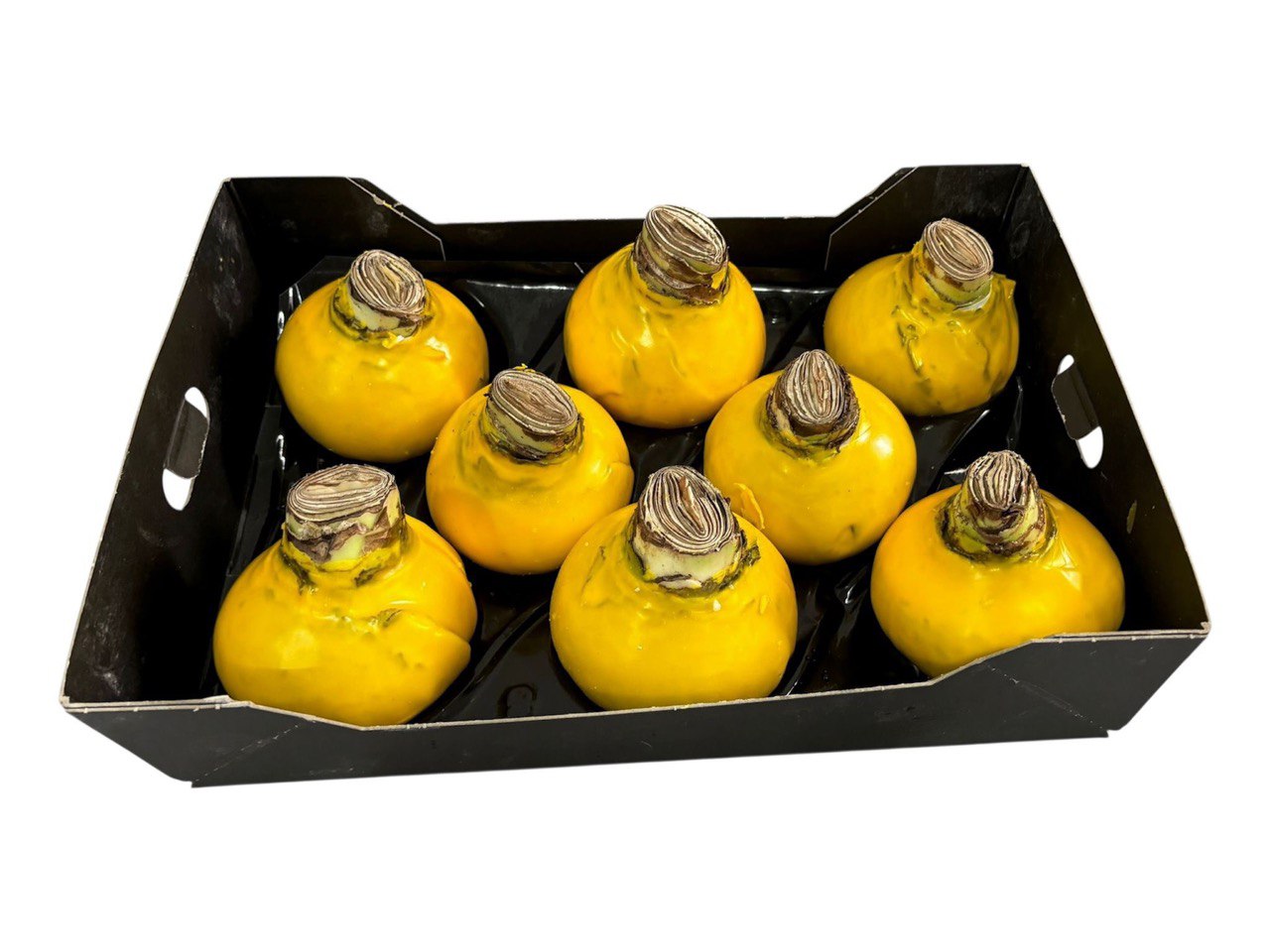 Декор луковица гиппеаструм в воске желтый