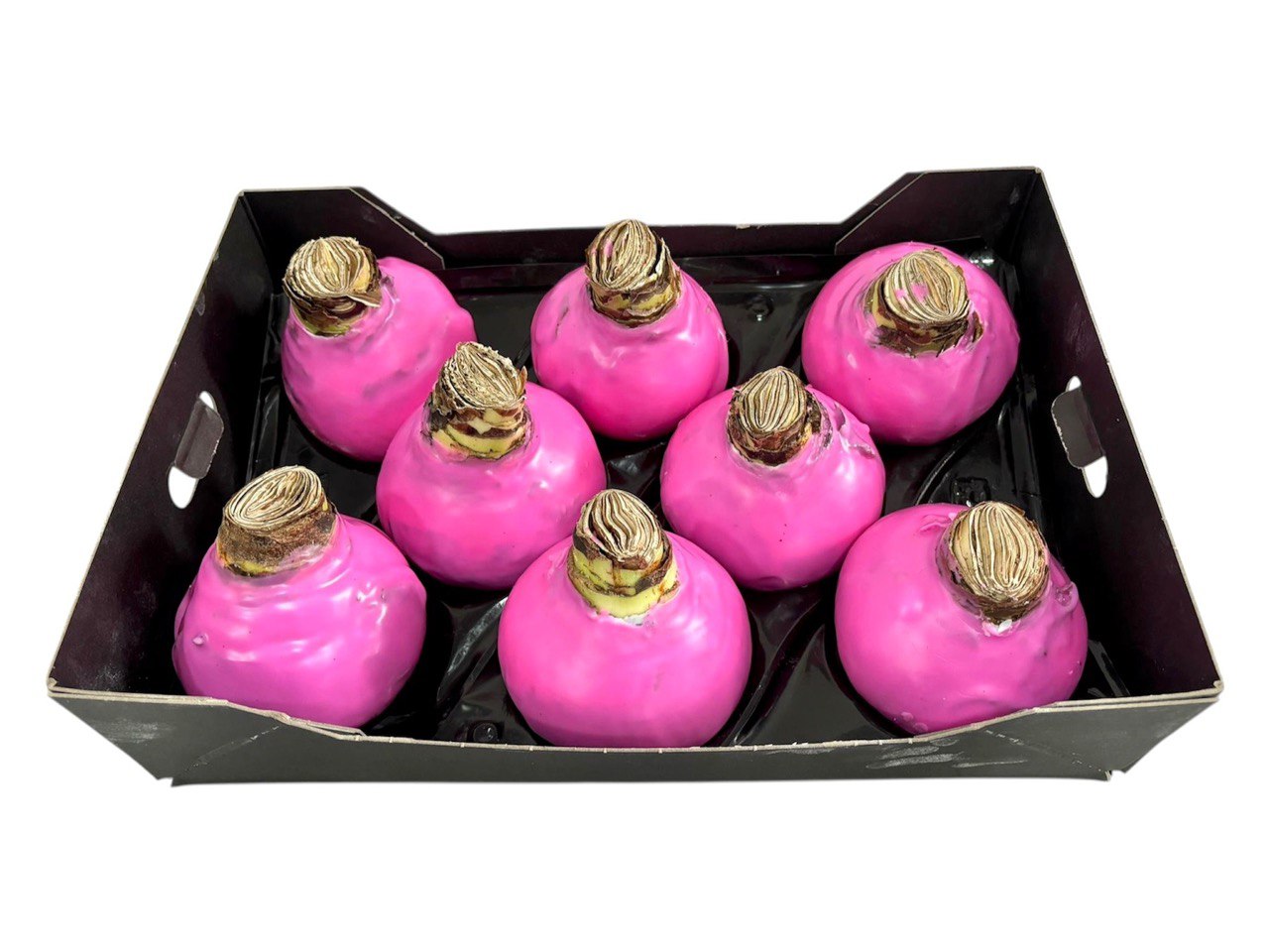 Декор луковица гиппеаструм в воске беби розовая