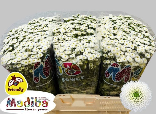 Chrysanthemum santini madiba ideal