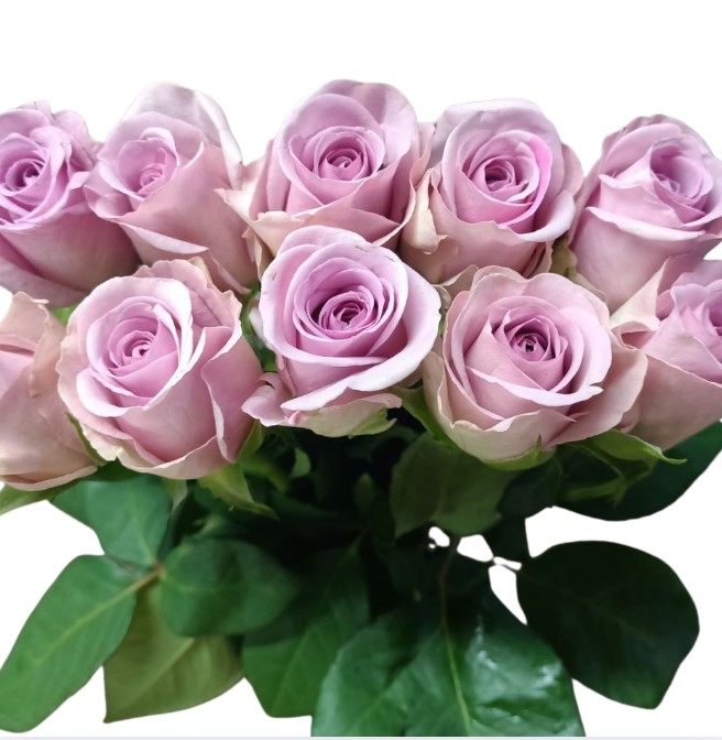 Роза однг лавли аква в Москве