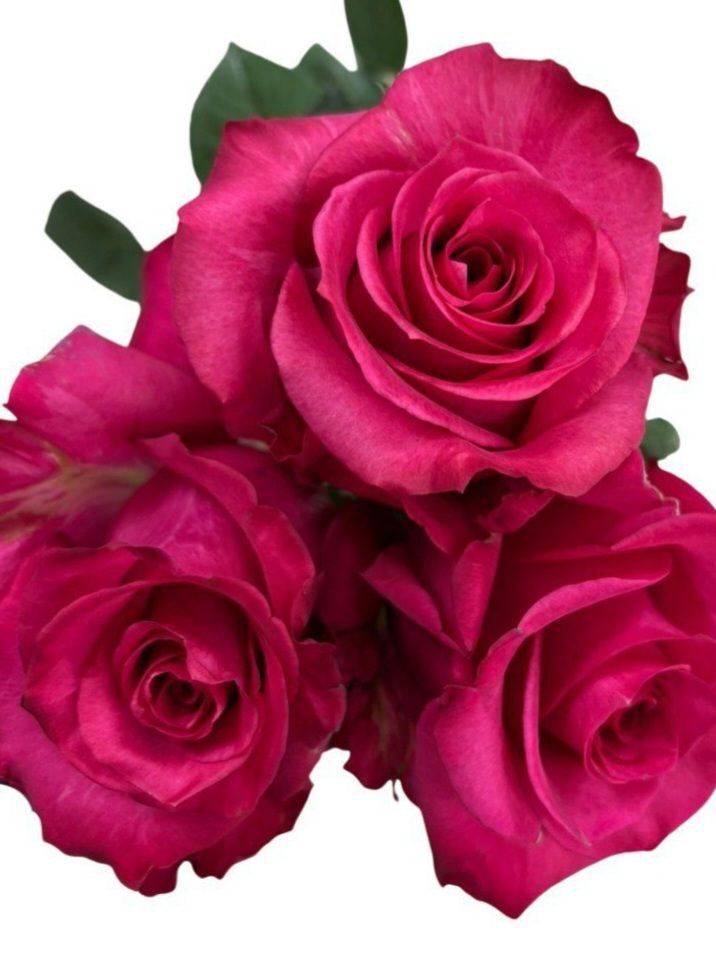 Роза однг брейв ин дарк в Новосибирске