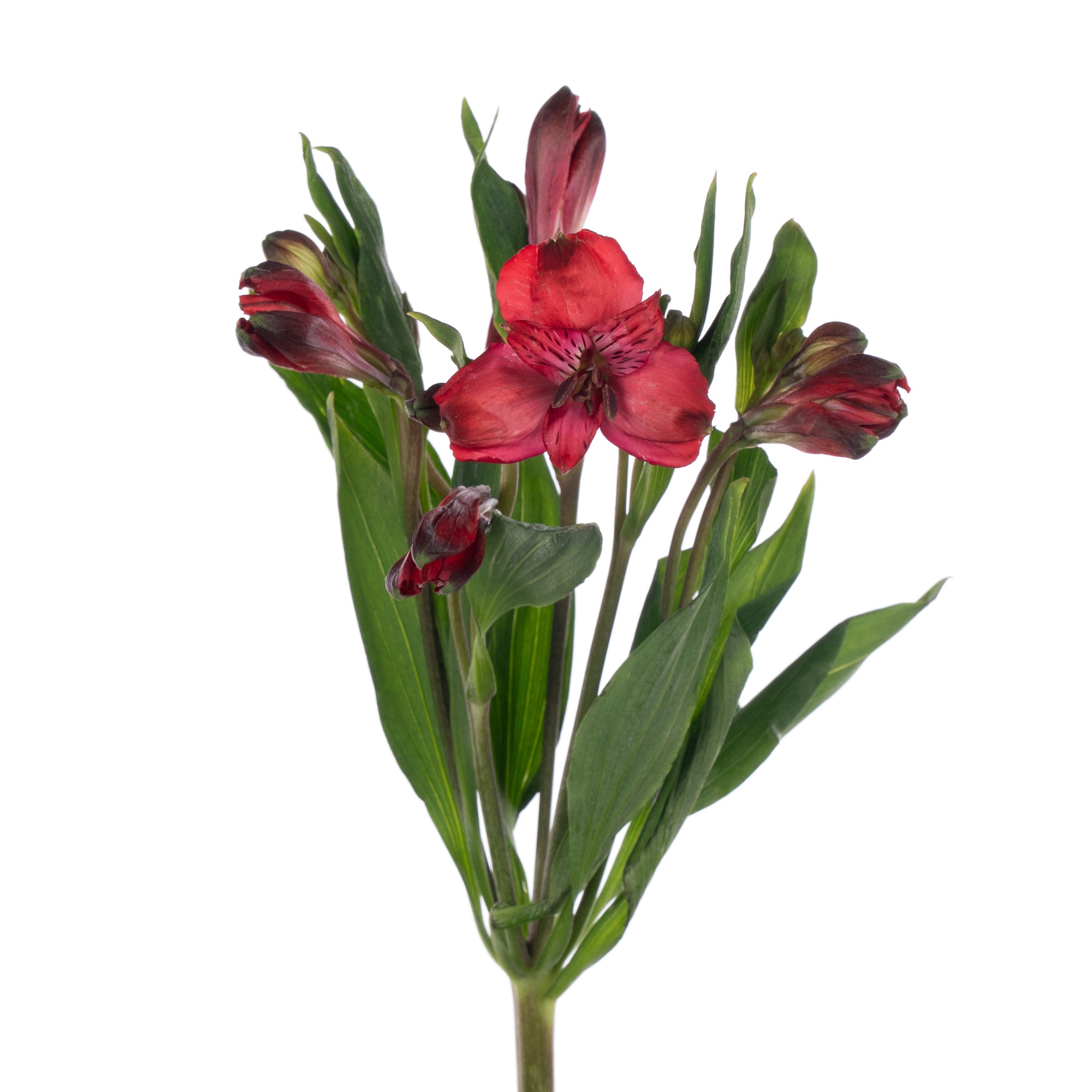 Альстромерия селект ред куин в Москве