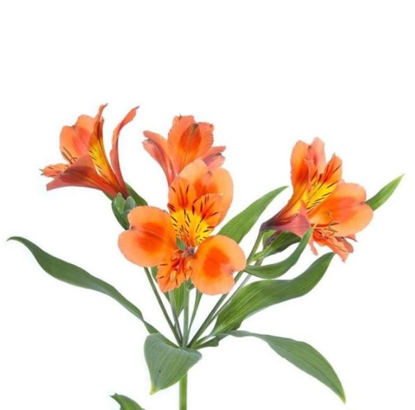Альстромерия перфекшн оранж принцесс в Москве