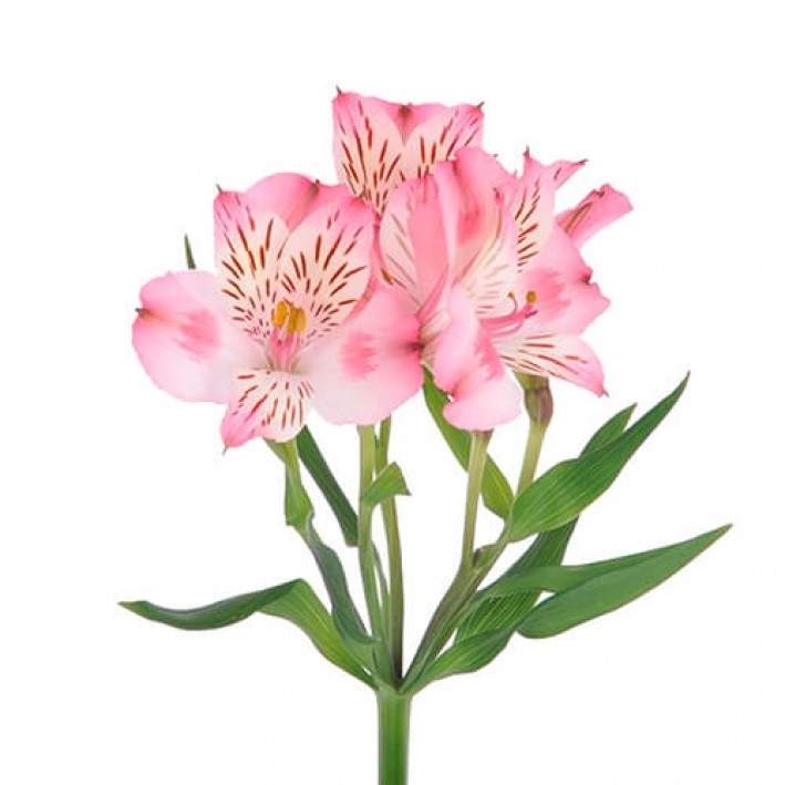 Альстромерия супер селект дубаи в Москве