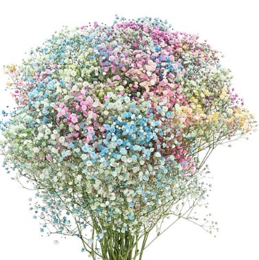 Гипсофила краш. овертайм кенди рэйнбоу в Санкт-Петербурге