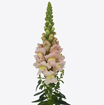 Леувенбек нантес пинк в Санкт-Петербурге