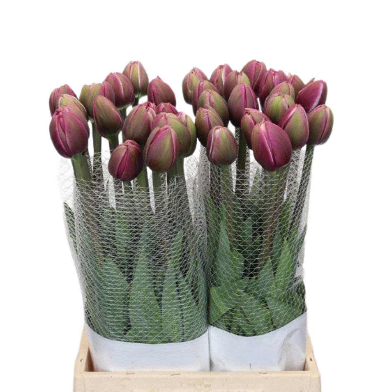 Tulip double ocean drive