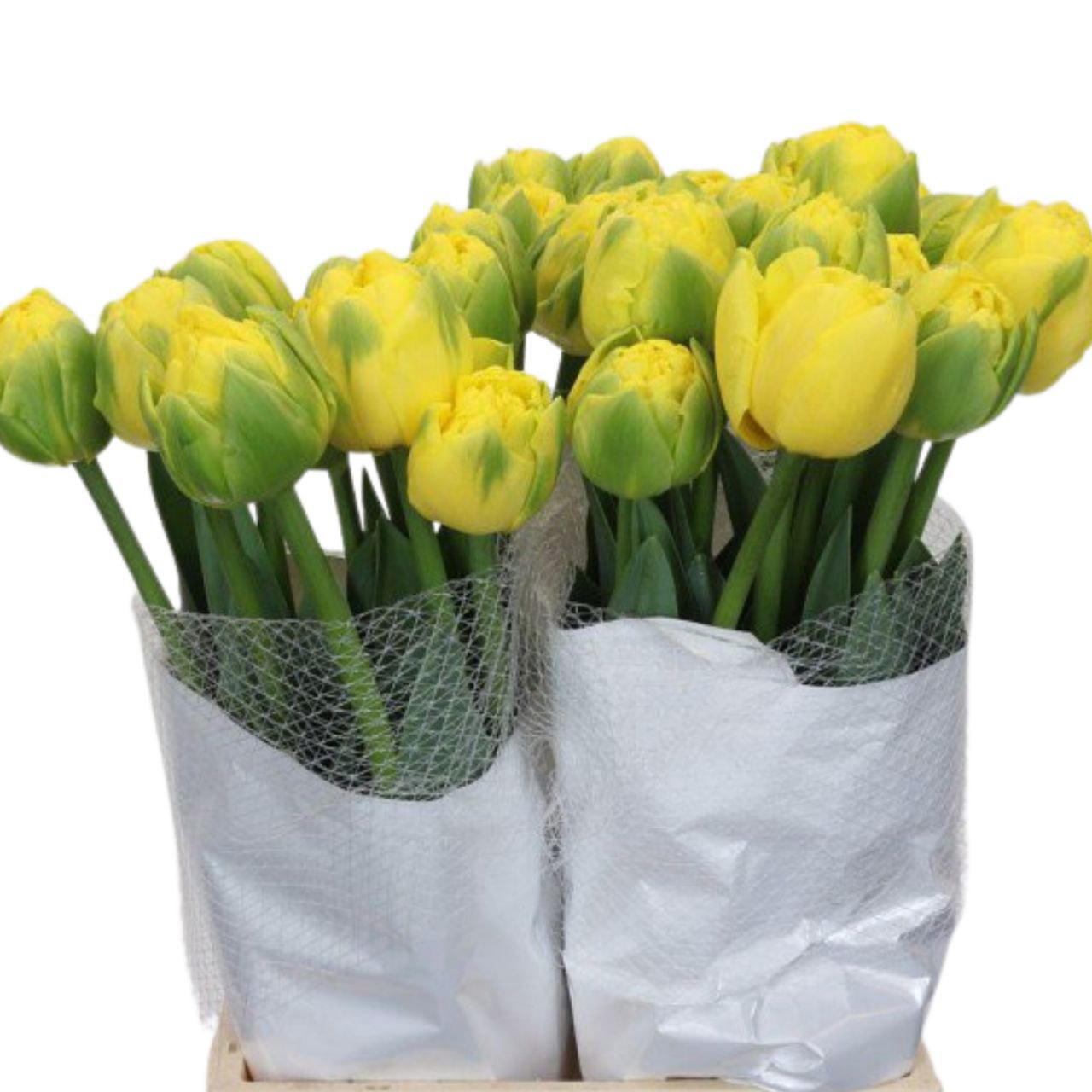 Тюльпан махровый голден шоуер