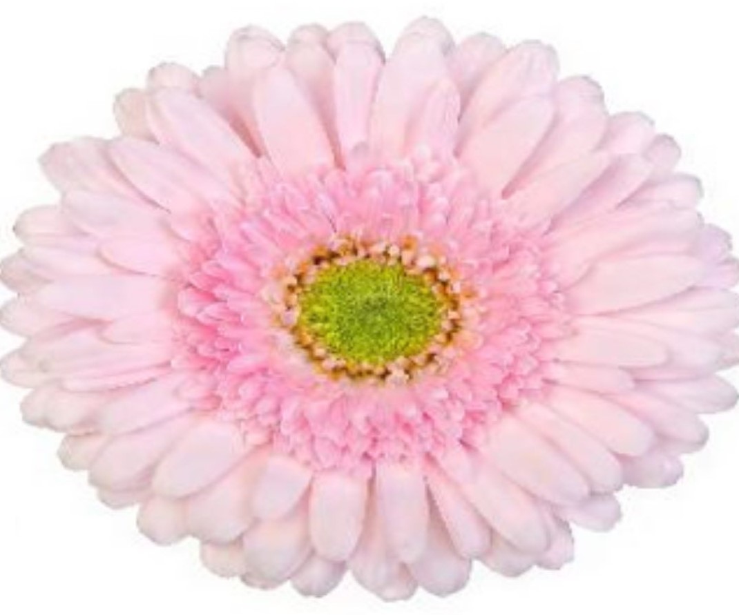 Gerbera bolero biscotti
