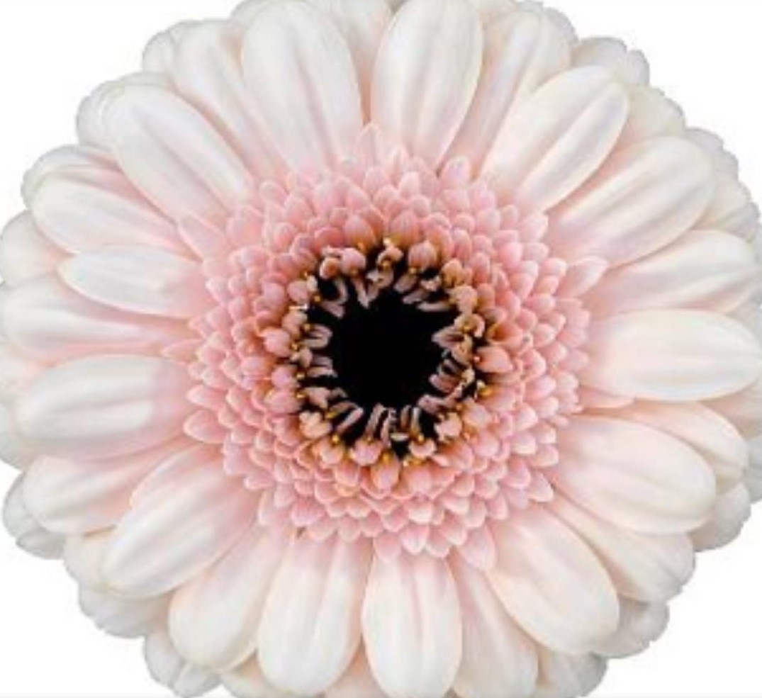 Гербера болеро кокомо