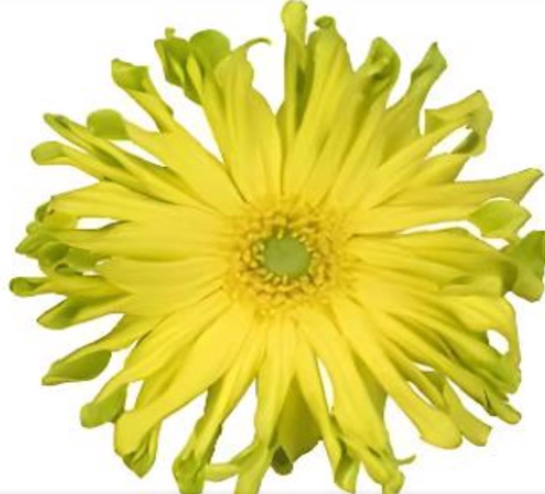 Gerbera pasta limonata